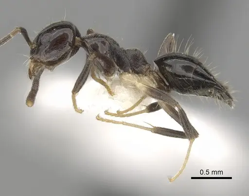 Technomyrmex nitens specimen CASENT0249797 image casent0249797_3