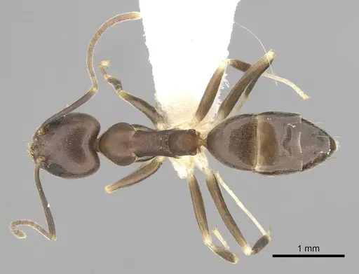 Technomyrmex obscurior specimen CASENT0249798 image casent0249798_1