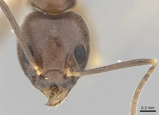 Technomyrmex obscurior specimen CASENT0249798 image casent0249798_2