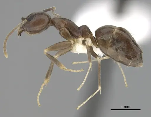 Technomyrmex obscurior specimen CASENT0249798 image casent0249798_3