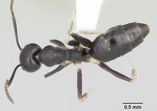 Technomyrmex parandrei specimen CASENT0103271 image casent0103271_1