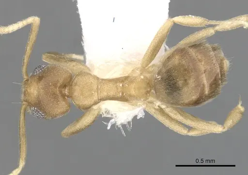 Technomyrmex parviflavus specimen CASENT0249800 image casent0249800_1