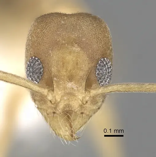 Technomyrmex parviflavus specimen CASENT0249800 image casent0249800_2