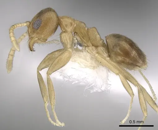 Technomyrmex parviflavus specimen CASENT0249800 image casent0249800_3