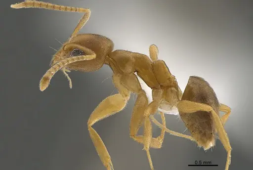 Technomyrmex parviflavus specimen CASENT0412902 image casent0412902_1