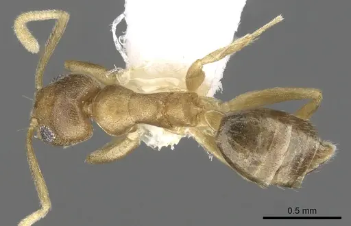Technomyrmex parviflavus specimen CASENT0903059 image casent0903059_1
