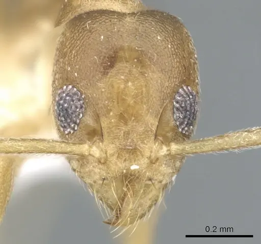 Technomyrmex parviflavus specimen CASENT0903059 image casent0903059_2