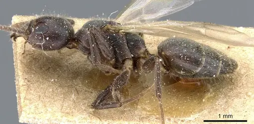 Technomyrmex pilipes specimen CASENT0905066 image casent0905066_3