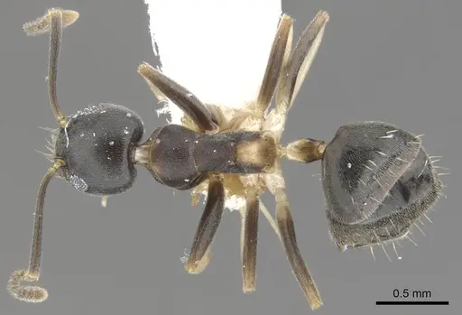 Technomyrmex pluto specimen CASENT0903032 image casent0903032_1