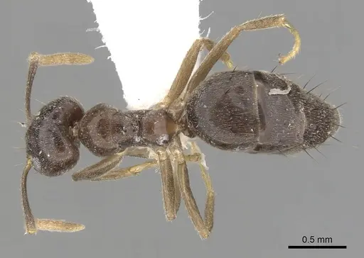Technomyrmex pratensis specimen CASENT0249801 image casent0249801_1