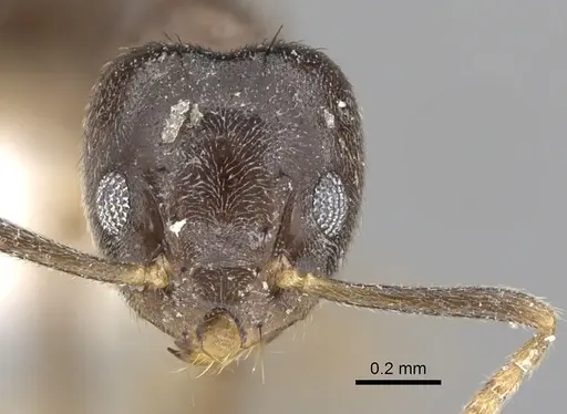 Technomyrmex pratensis specimen CASENT0249801 image casent0249801_2