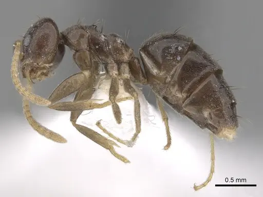 Technomyrmex pratensis specimen CASENT0249801 image casent0249801_3