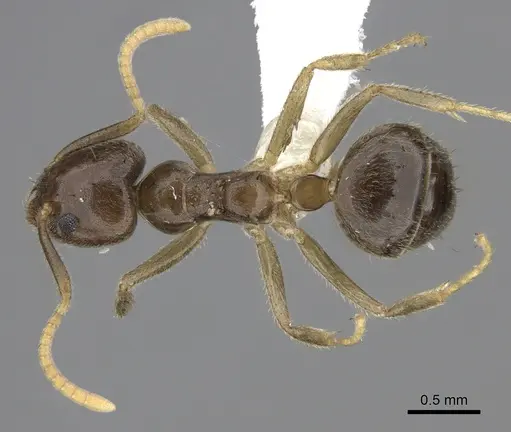 Technomyrmex pratensis specimen CASENT0616420 image casent0616420_1