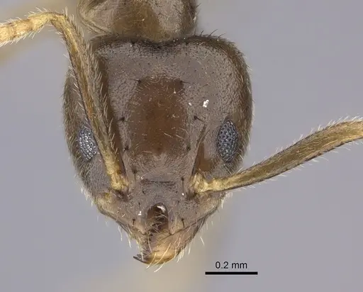 Technomyrmex pratensis specimen CASENT0616420 image casent0616420_2