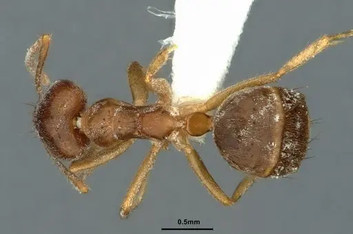 Technomyrmex pratensis specimen CASENT0886061 image casent0886061_1