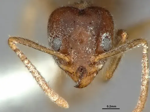 Technomyrmex pratensis specimen CASENT0886061 image casent0886061_2