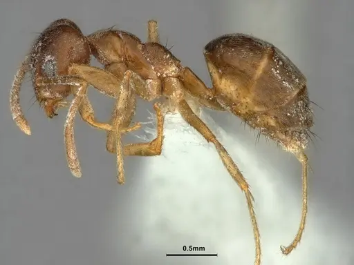 Technomyrmex pratensis specimen CASENT0886061 image casent0886061_3
