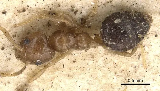 Technomyrmex pratensis specimen CASENT0901924 image casent0901924_1