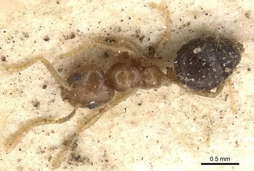 Technomyrmex pratensis specimen CASENT0901924 image casent0901924_2