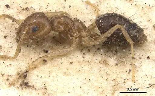 Technomyrmex pratensis specimen CASENT0901924 image casent0901924_4