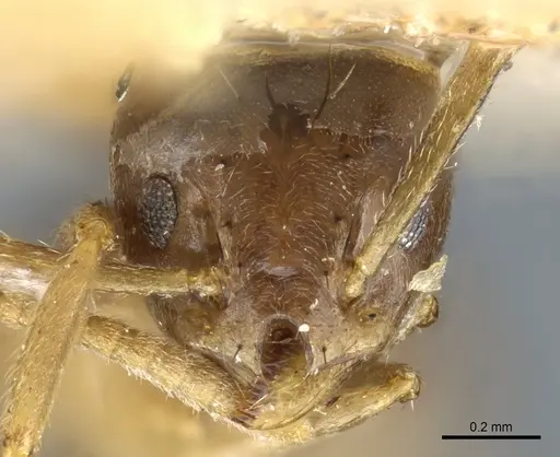 Technomyrmex pratensis specimen CASENT0904027 image casent0904027_1
