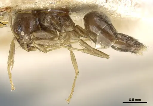Technomyrmex pratensis specimen CASENT0904027 image casent0904027_3