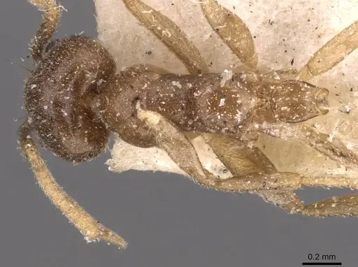 Technomyrmex pratensis specimen CASENT0907585 image casent0907585_1