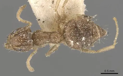Technomyrmex pratensis specimen CASENT0909786 image casent0909786_1