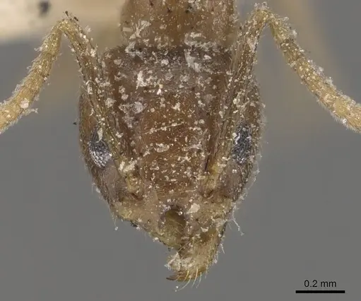 Technomyrmex pratensis specimen CASENT0909786 image casent0909786_2