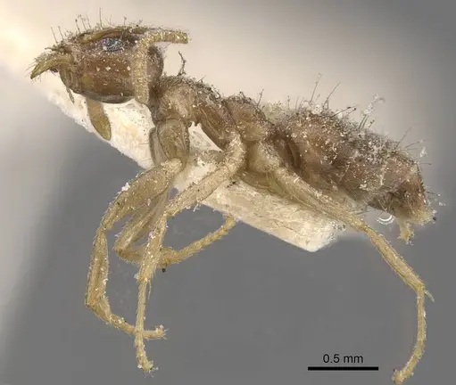 Technomyrmex pratensis specimen CASENT0909786 image casent0909786_3
