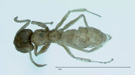Technomyrmex pratensis specimen FOCOL0011 image focol0011_1