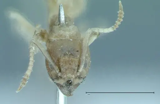 Technomyrmex pratensis specimen FOCOL0011 image focol0011_2