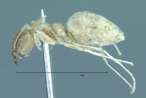 Technomyrmex pratensis specimen FOCOL0011 image focol0011_3