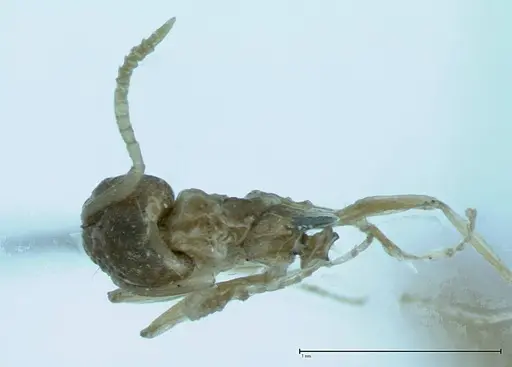 Technomyrmex pratensis specimen FOCOL0015 image focol0015_1