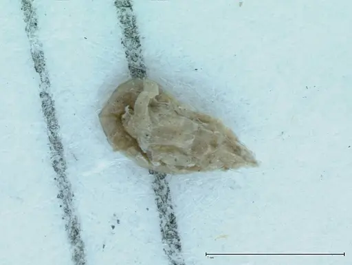 Technomyrmex pratensis specimen FOCOL0015 image focol0015_2