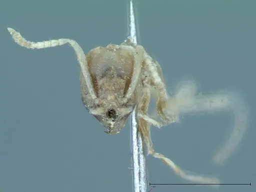 Technomyrmex pratensis specimen FOCOL0015 image focol0015_3