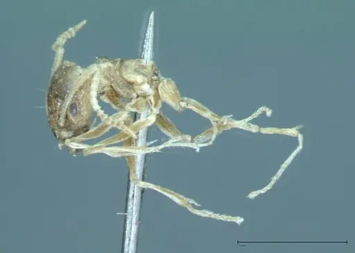 Technomyrmex pratensis specimen FOCOL0015 image focol0015_4