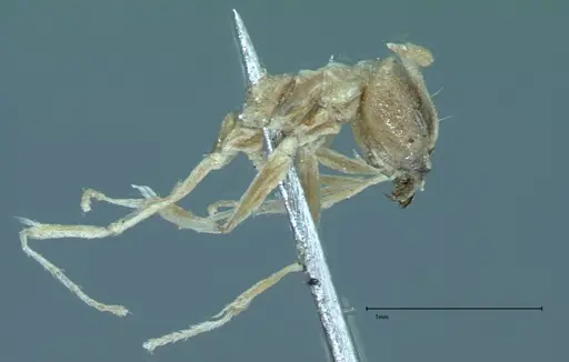 Technomyrmex pratensis specimen FOCOL0015 image focol0015_5