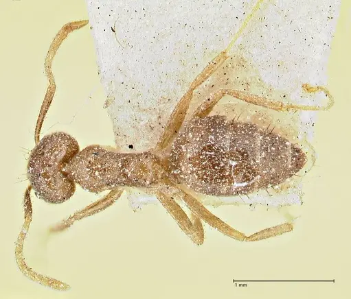 Technomyrmex pratensis specimen FOCOL2870 image focol2870_1