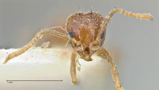 Technomyrmex pratensis specimen FOCOL2870 image focol2870_2