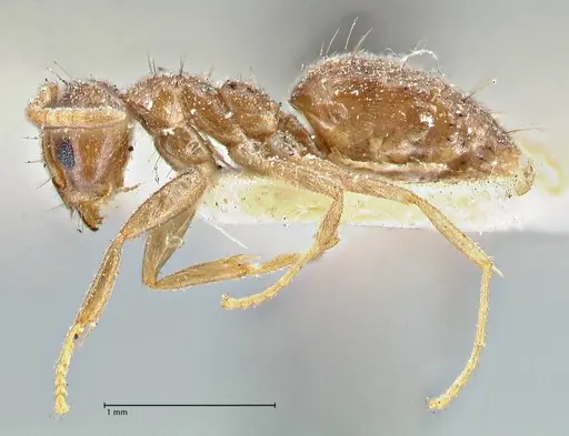 Technomyrmex pratensis specimen FOCOL2870 image focol2870_3