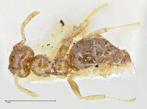 Technomyrmex pratensis specimen FOCOL2871 image focol2871_1