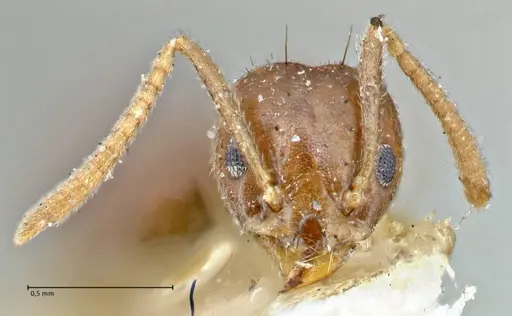Technomyrmex pratensis specimen FOCOL2871 image focol2871_2