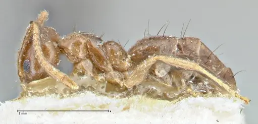 Technomyrmex pratensis specimen FOCOL2871 image focol2871_3