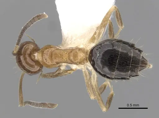 Technomyrmex quadricolor specimen CASENT0249802 image casent0249802_1