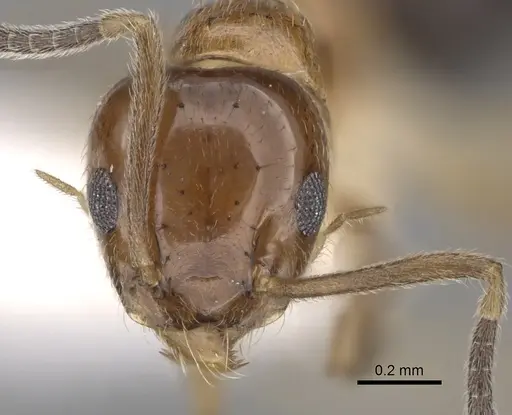 Technomyrmex quadricolor specimen CASENT0249802 image casent0249802_2