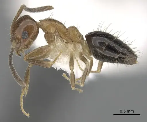 Technomyrmex quadricolor specimen CASENT0249802 image casent0249802_3