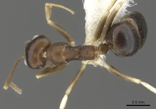 Technomyrmex rector specimen CASENT0903045 image casent0903045_1