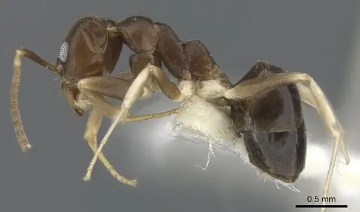 Technomyrmex rector specimen CASENT0903045 image casent0903045_3