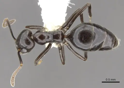 Technomyrmex reductus specimen CASENT0903046 image casent0903046_1